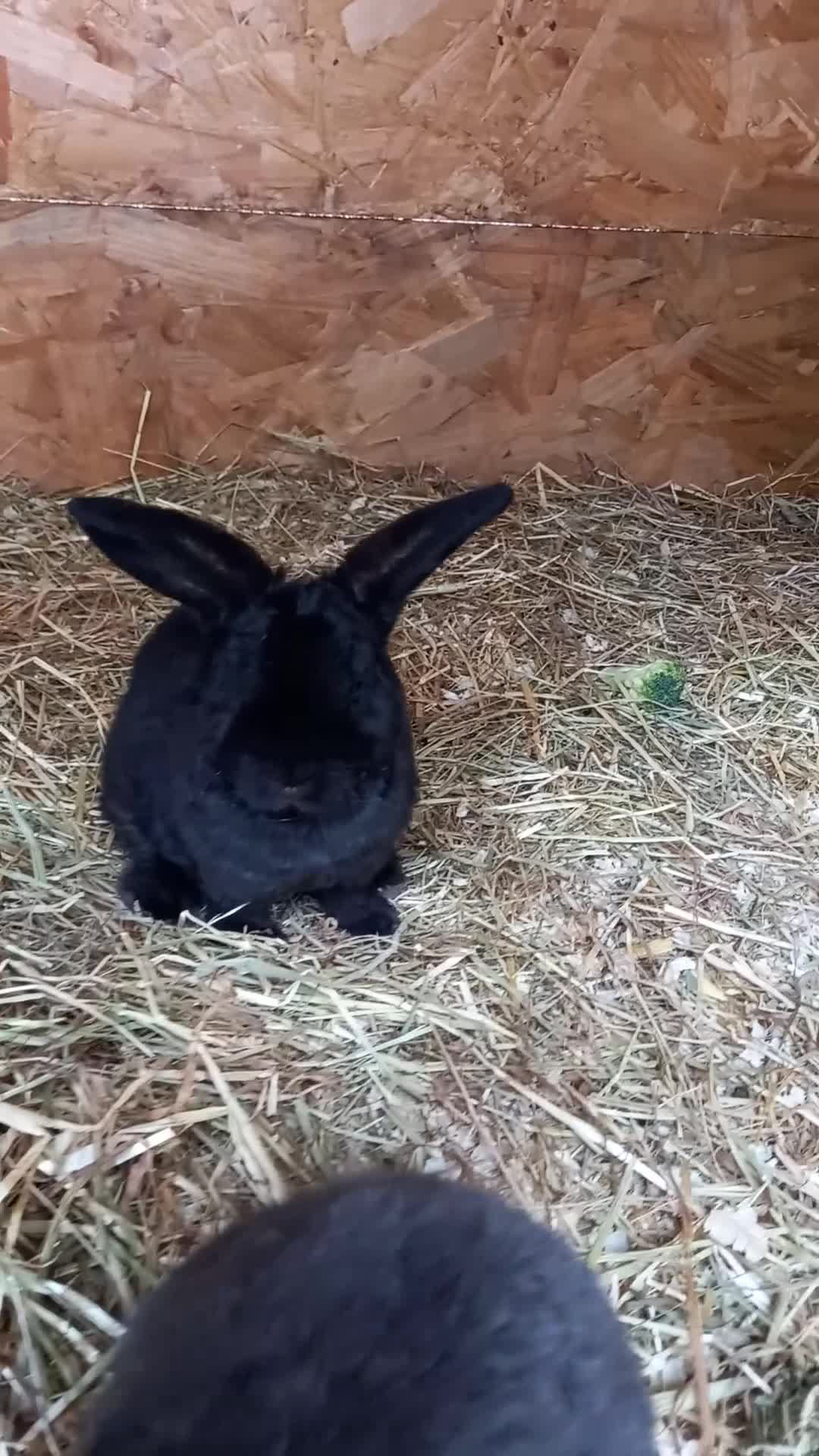 Mini Lop rabbits for sale: Mini plush lops - Video 2