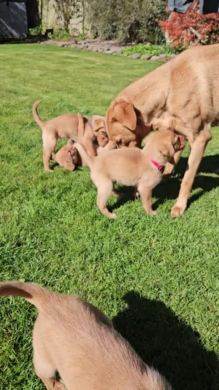 Labrador Retriever dogs for sale: Beautiful Fox Red Labrador Retriever Puppies - Video 2