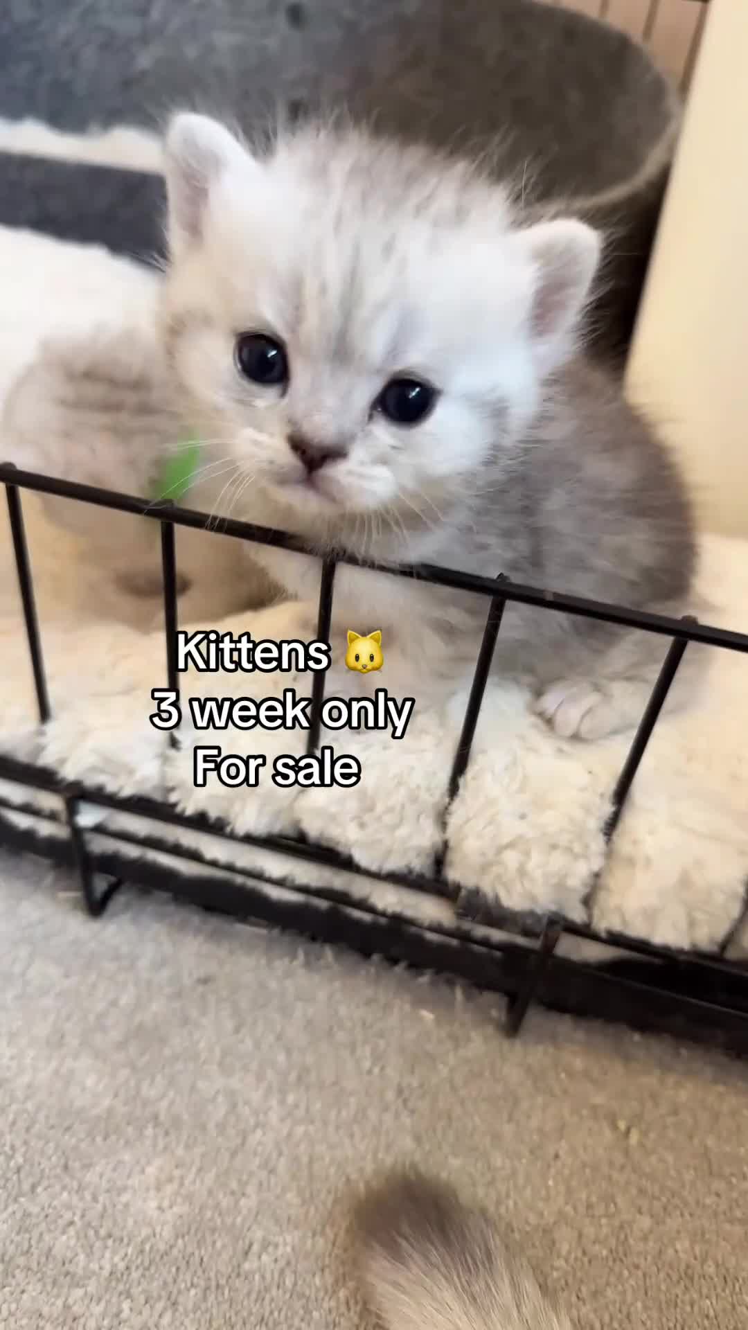 British Shorthair cats for sale: British shorthair  - Video 2