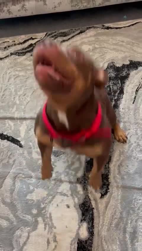 American Bully dogs for sale: ABCK pocket bully - Video 1