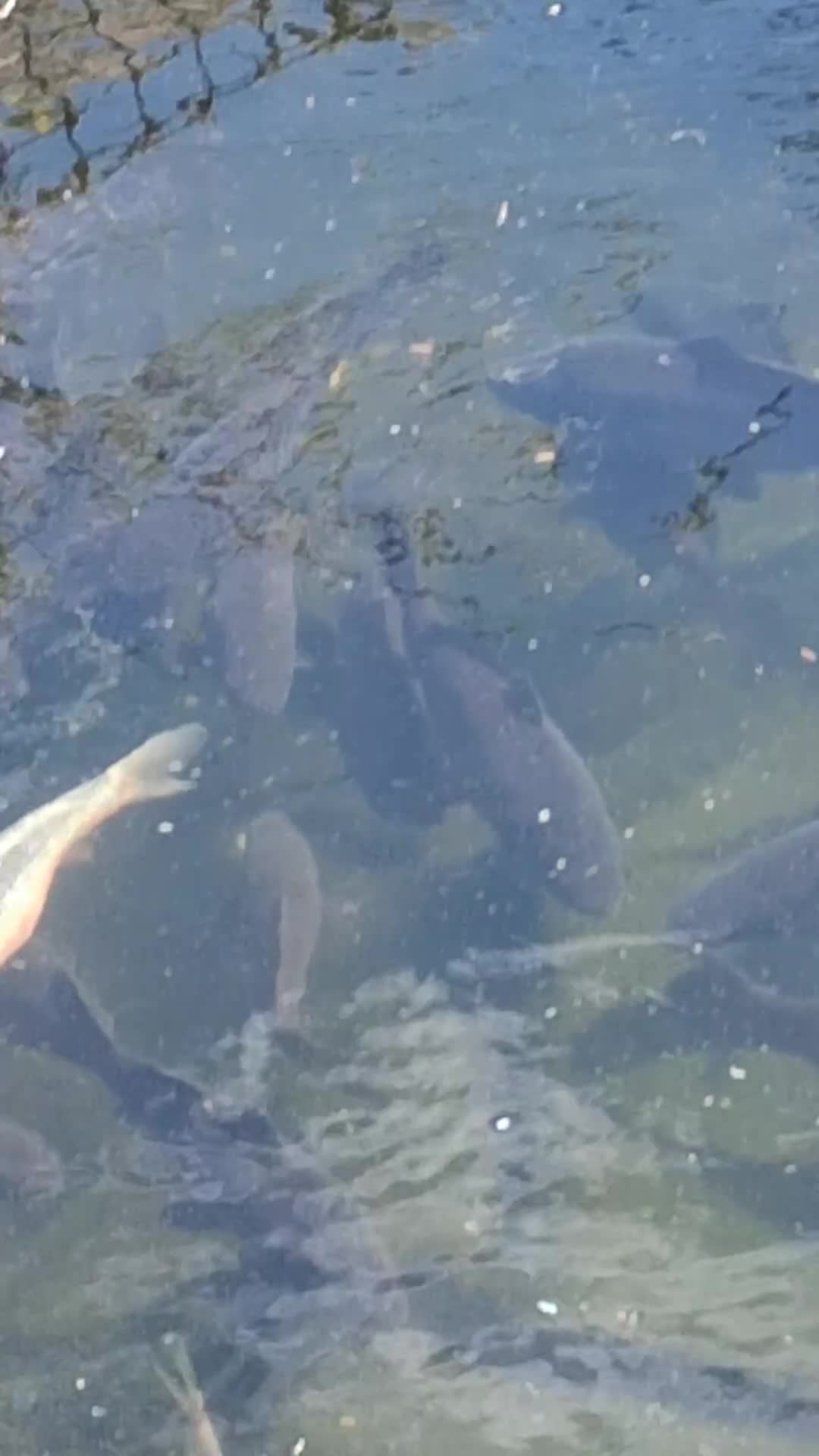 Pond Fish fish for sale: MIRROR CARP - Video 1