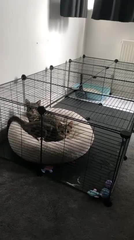Mixed Breed cats for sale: 2 male kittens 5 month old - Video 1