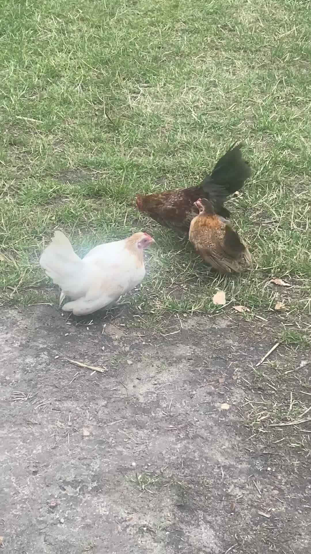 Chickens poultry for sale: 1 Cockerel 2 Hens Serama Chicks - Video 1