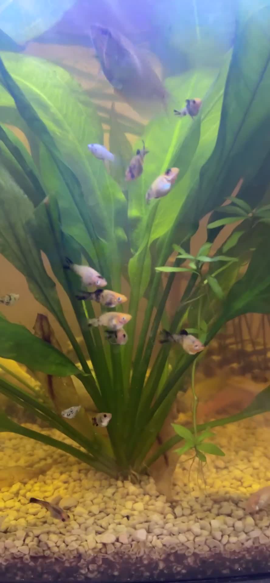 Mollies fish for sale: Baby mollies for sale beutiful colours in Nottingham - Video 1