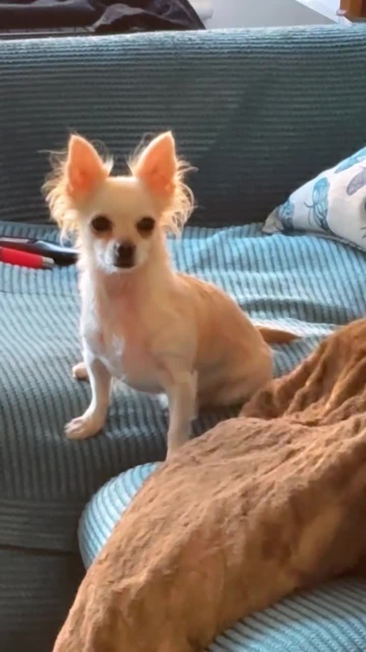 Chihuahua dogs for sale: Female chihuahua - Video 1
