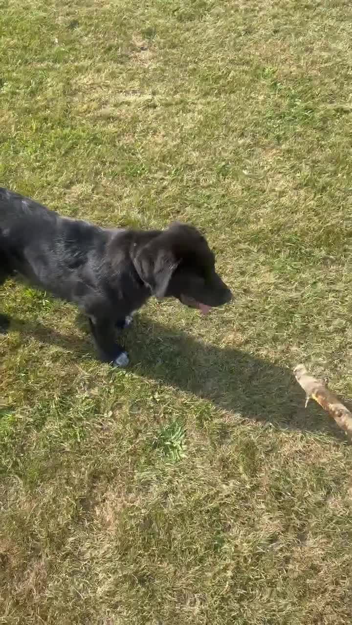 Mixed Breed dogs for sale: 16 weeks old 3/4 Caucasians shepherd  - Video 1