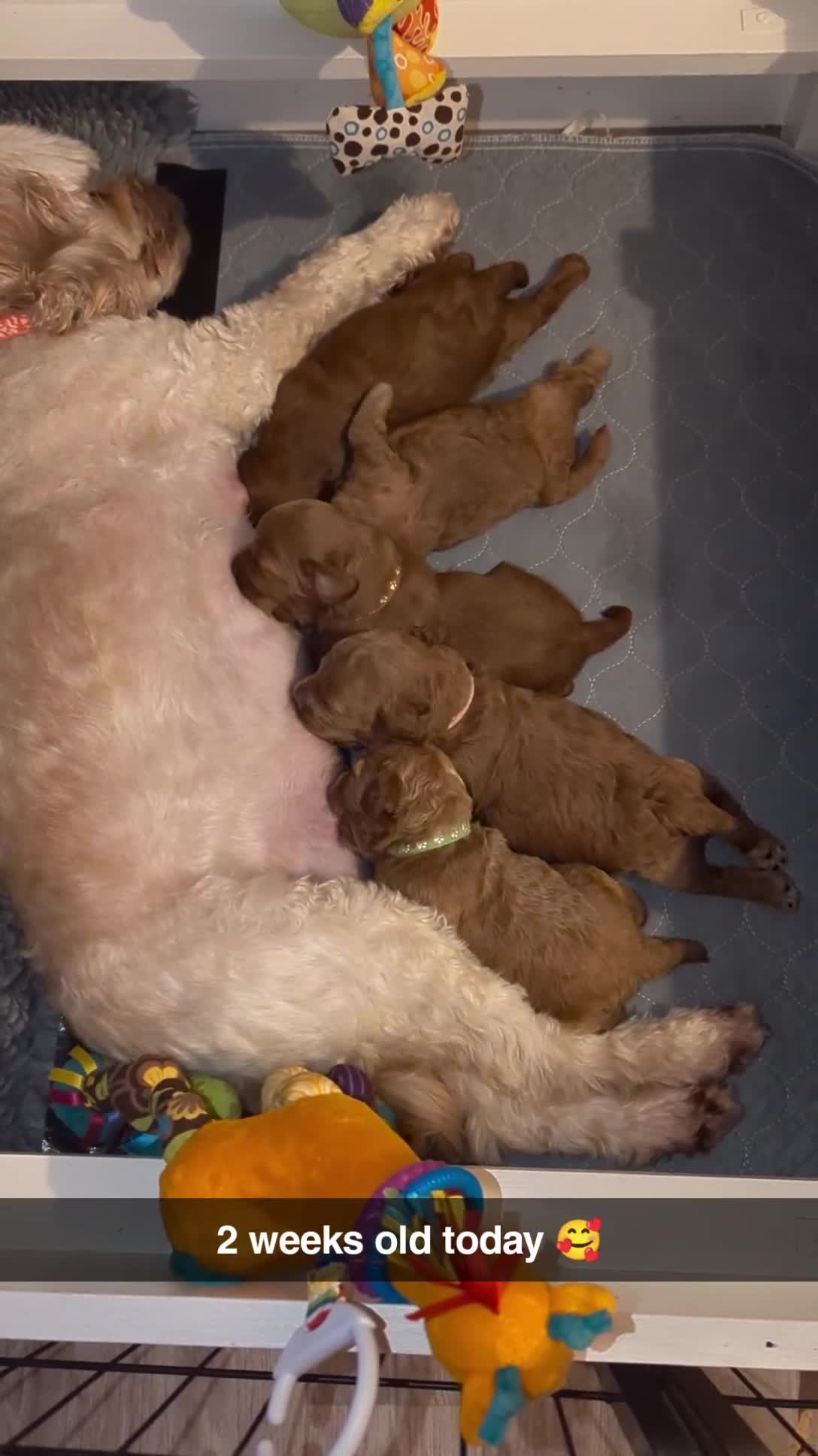 Cavapoo dogs for sale: Beautiful Cavapoo Puppies Available - Video 1