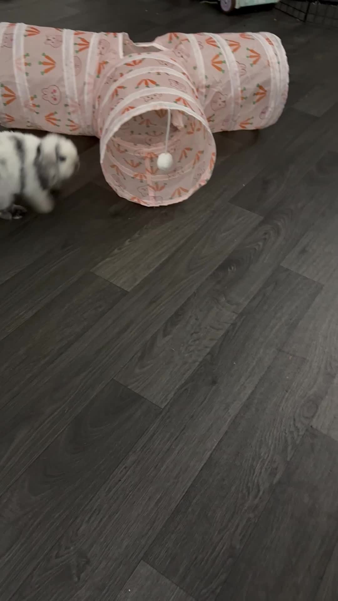 Mini Lop rabbits for sale: VACCINATED 2 Bucks Mini lops 🩵 - Video 3