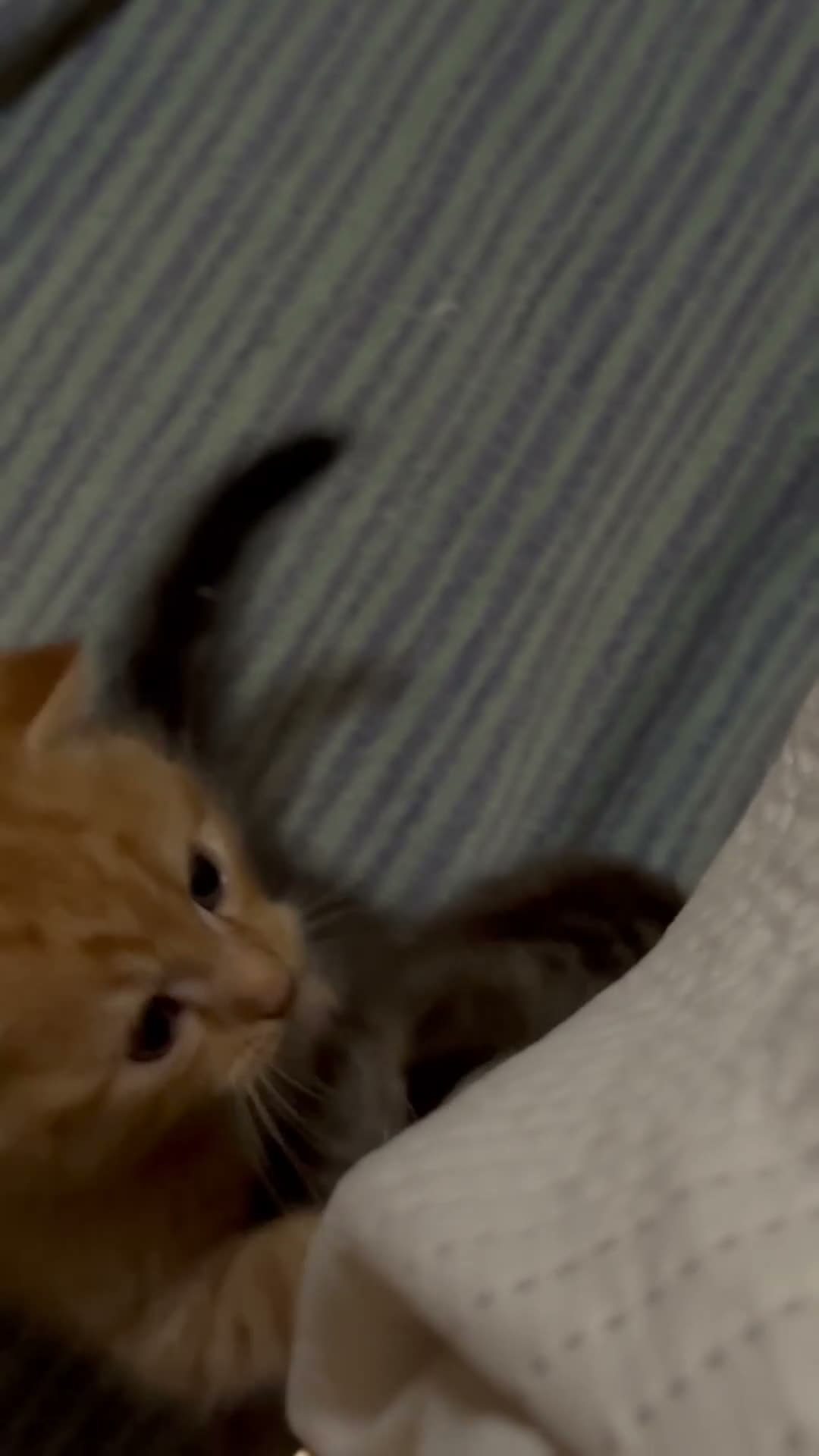Scottish Fold cats for sale: Scottish Folds & Straights  - Video 1