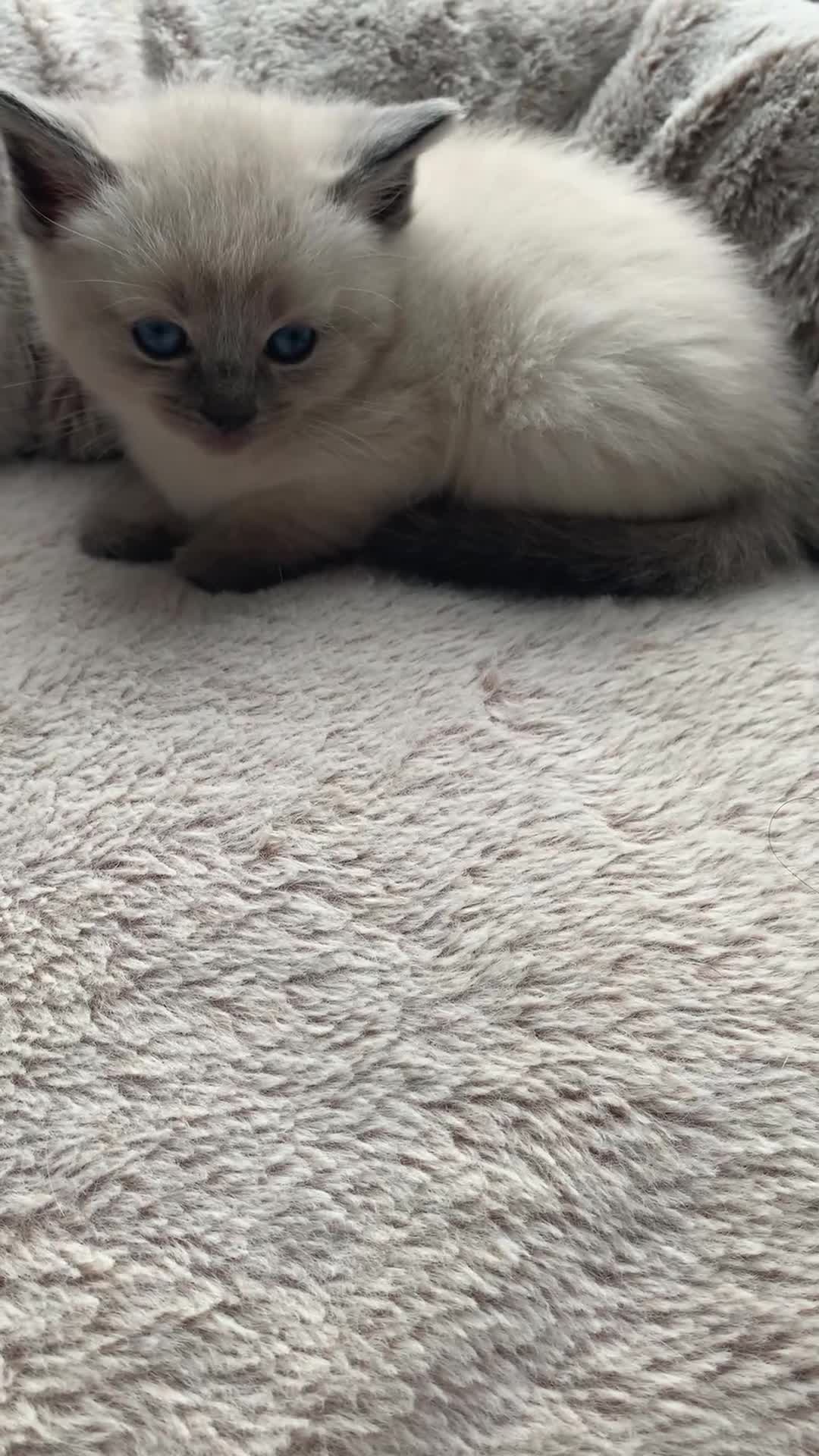 Ragdoll cats for sale: Ragdoll kittens £750 - Video 3