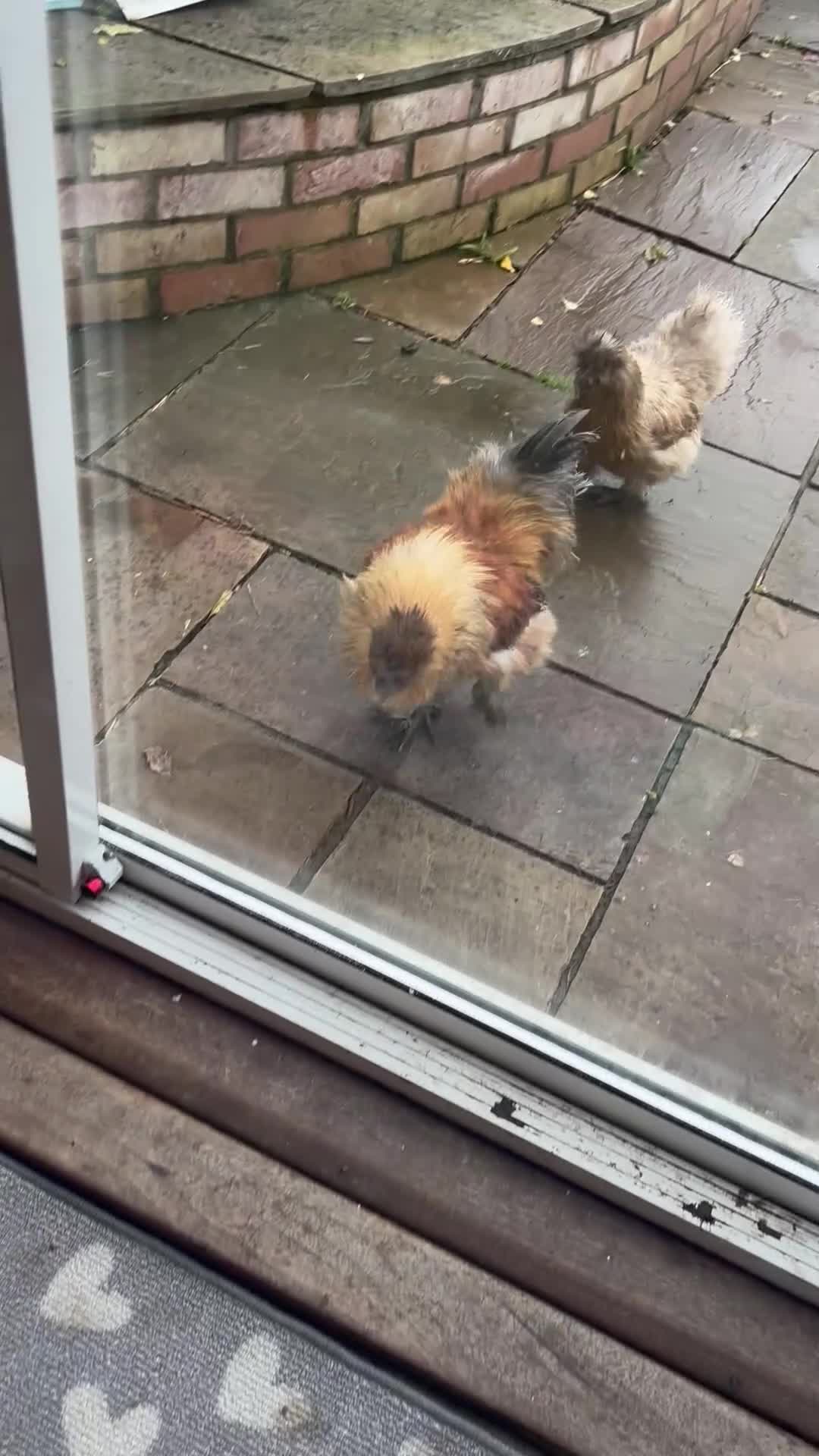 Chickens poultry for sale: Cockerel pure silkie breed - Video 1