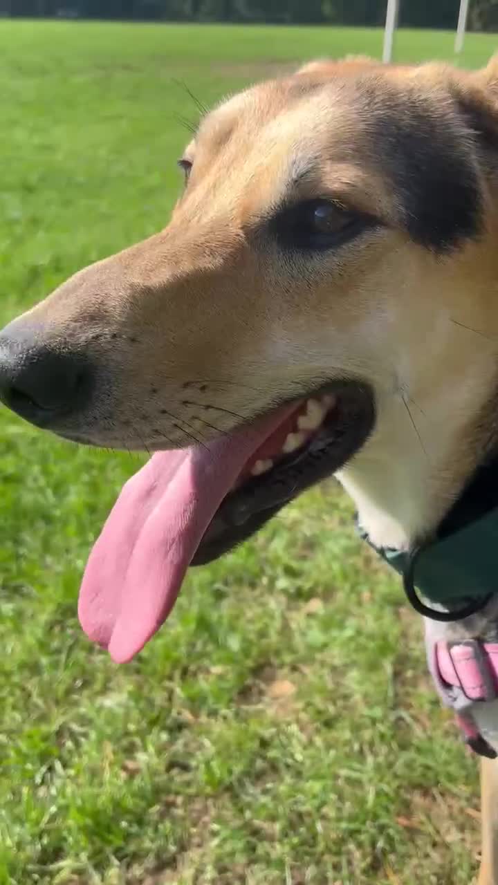 Mixed Breed dogs for adoption: Caleb – I year old, Handsome Hound Mix Boy 💙 - Video 3