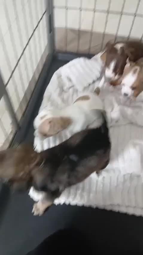 Chihuahua dogs for sale: Ready now Stunning tiny chihuahua pups  - Video 1