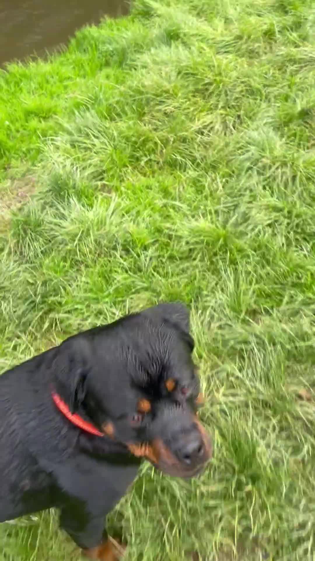 Rottweiler dogs for stud: Male for stud - Video 2