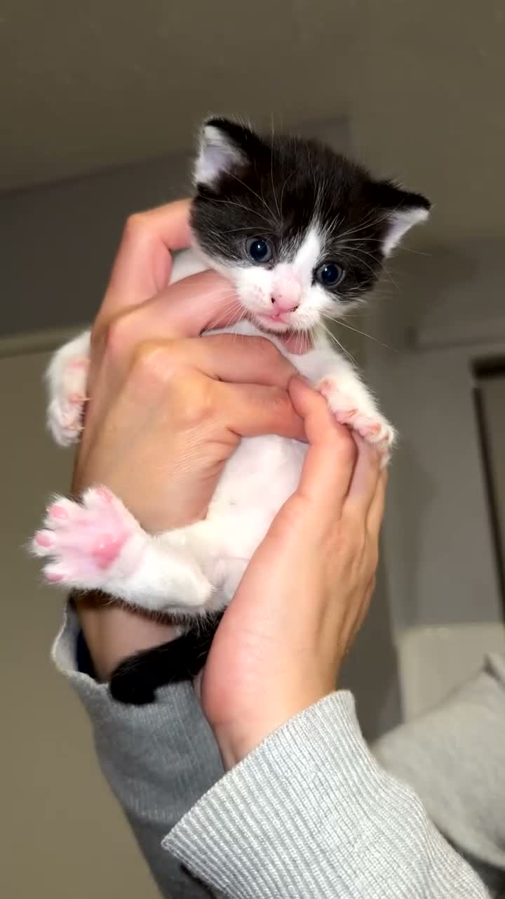 Mixed Breed cats for sale: Black and white kittens in Chatham - Video 3
