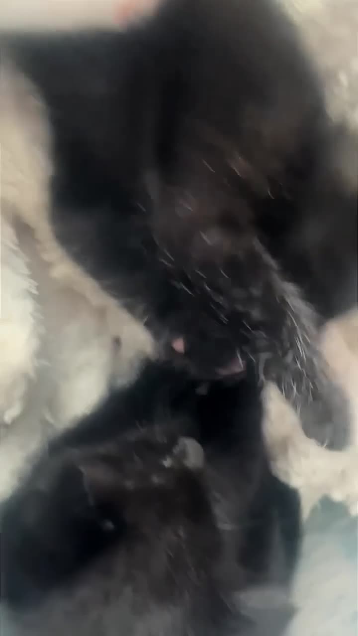Mixed Breed cats for sale: 2 mothers and 4 kittens  - Video 1
