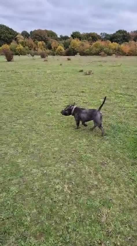 American Bully dogs for sale: Jax the pocket bully - Video 1