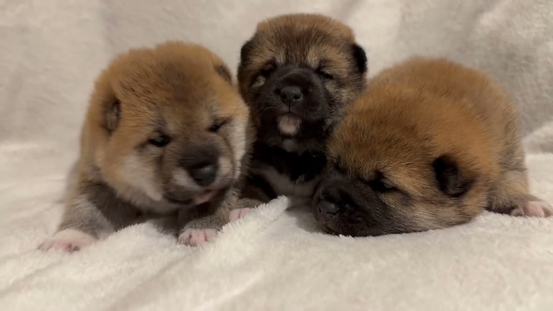 Japanese Shiba Inu dogs for sale: Japanese Shiba Inu Puppies  in Chester - Video 2