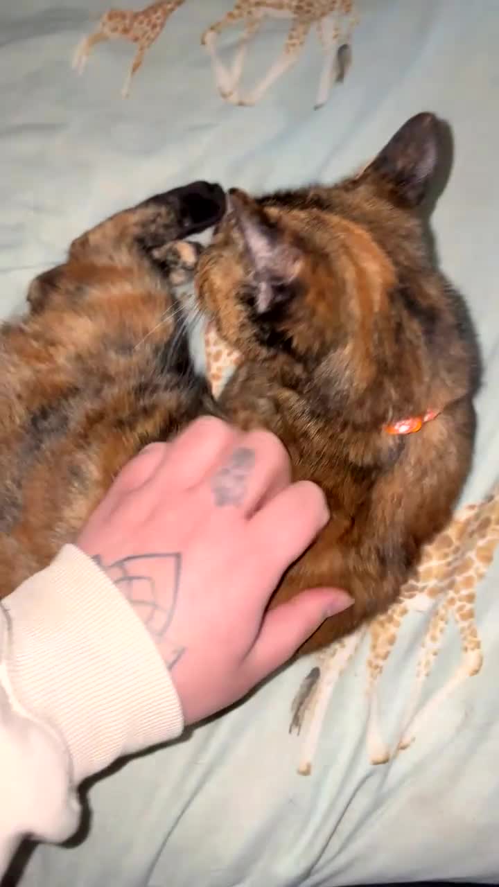 Mixed Breed cats for sale: Amazing trio  - Video 1