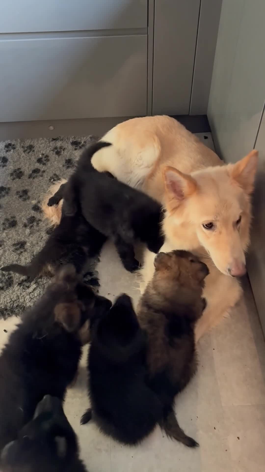 German Shepherd dogs for sale: Straight Back German Shepherd Pups -Ready to leave - Video 4
