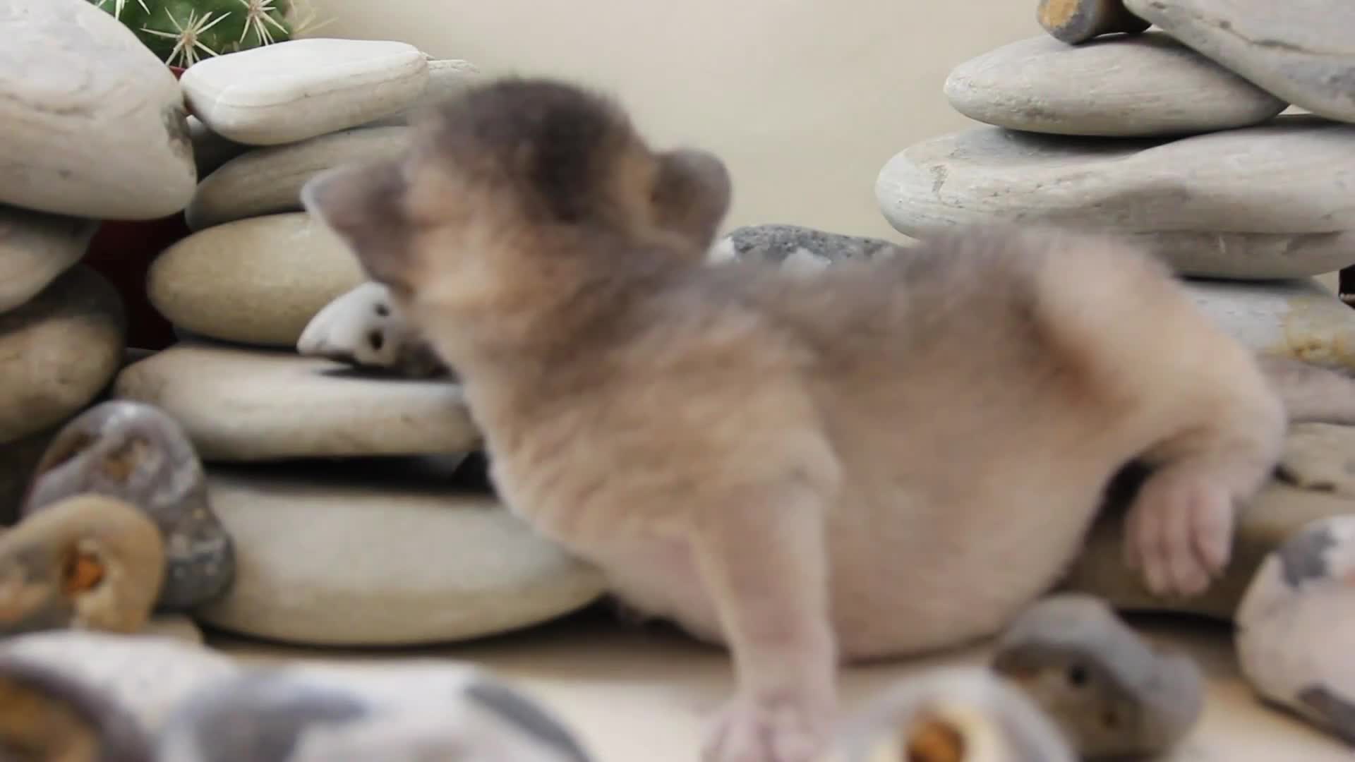 Abyssinian cats for sale: Stunning Abyssinian Kittens – TICA Registered 🐾 - Video 2