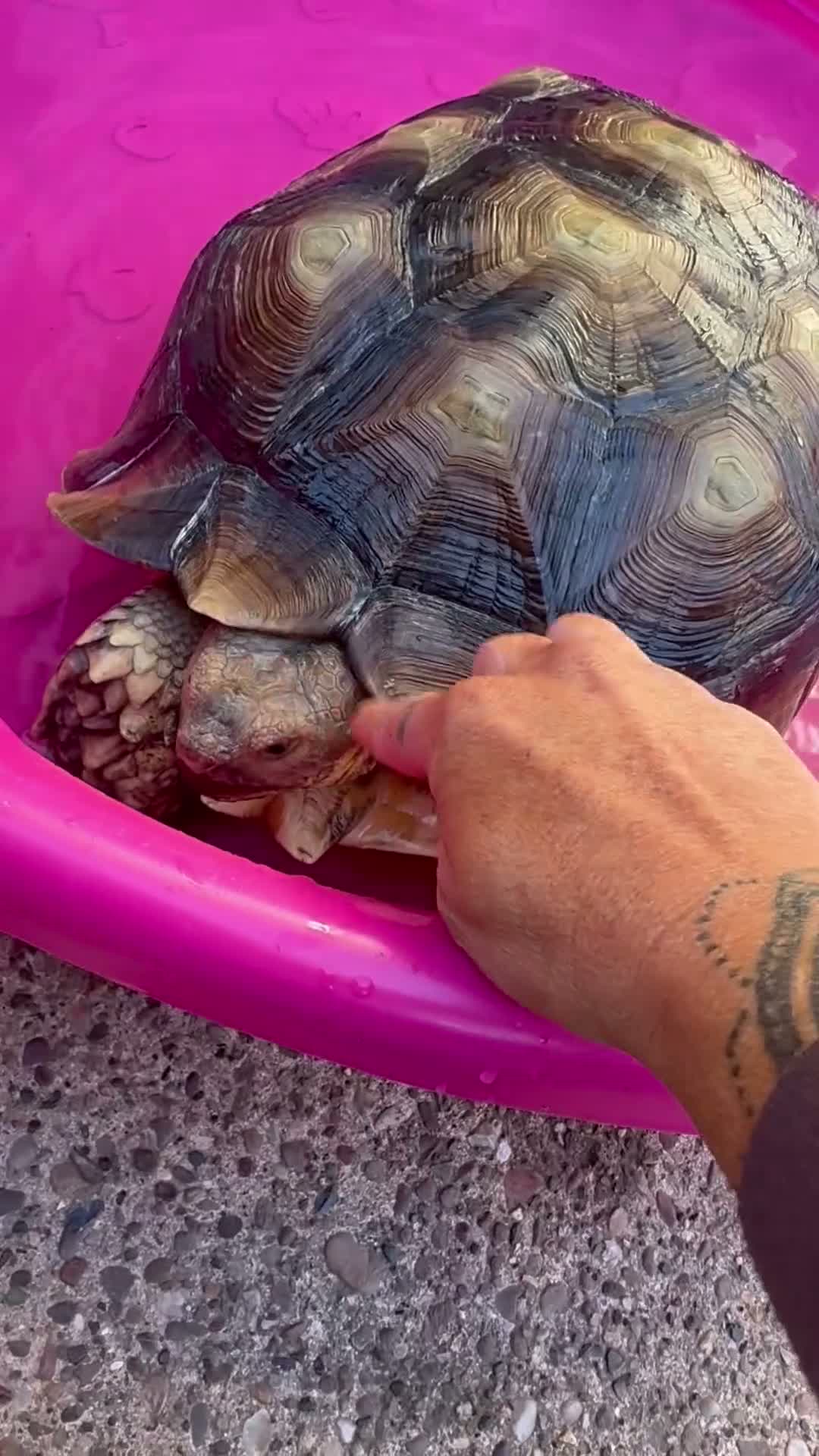 Tortoise reptiles for sale: 3 year old female sulcata  in Worksop - Video 1