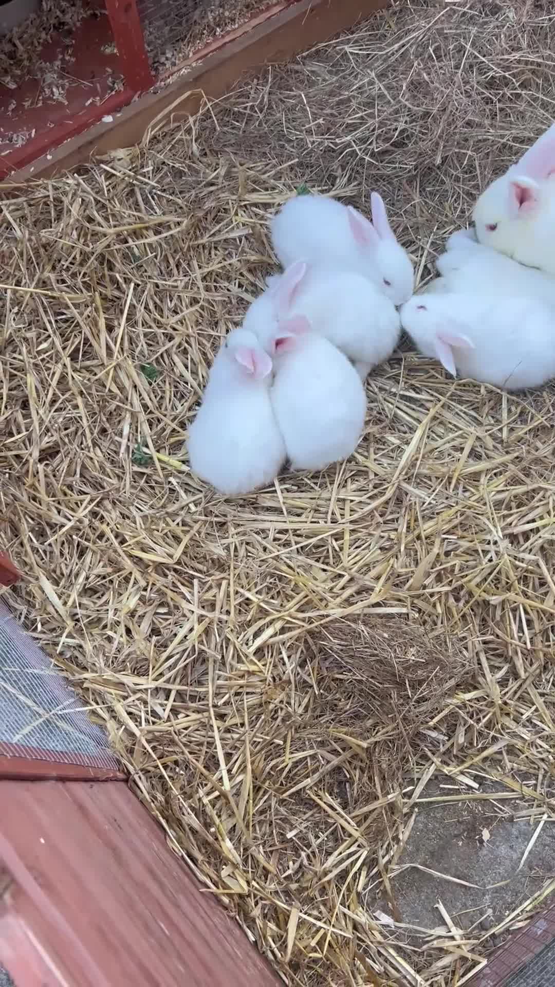 New Zealand rabbits for sale: New zealand white Baby rabbits 5weeksold  for sale - Video 1