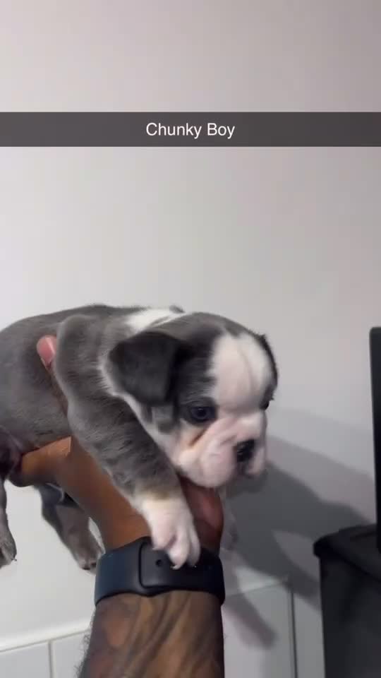 French Bulldog dogs for sale: Husky Pink Frenchies  - Video 4