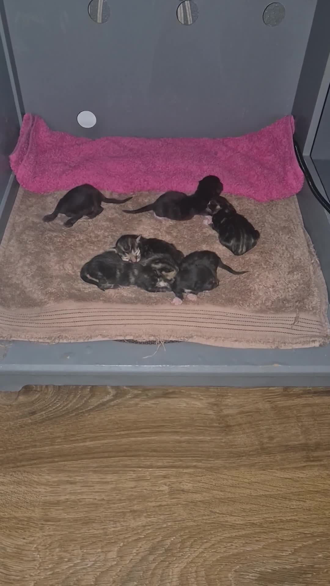 Mixed Breed cats for sale: Only 1 kitten remaining  - Video 1