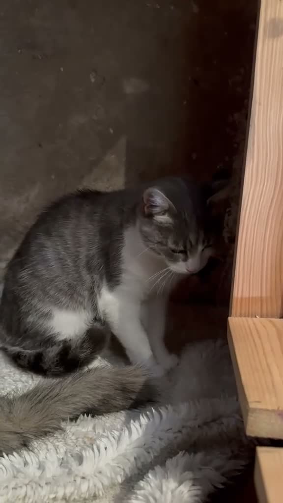 Mixed Breed cats for adoption: Greta for adoption in Kidlington - Video 1