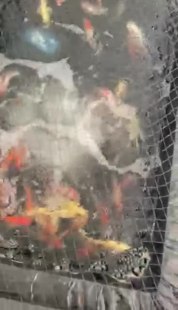 Pond Fish fish for sale: Pond closure Koi in Coventry - Video 1