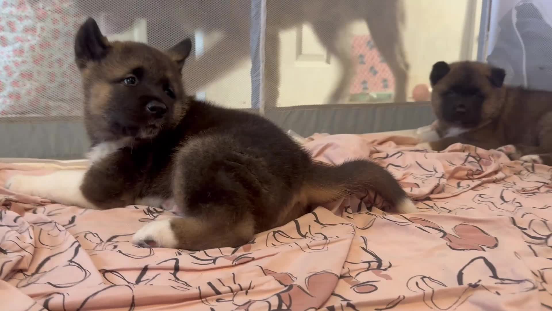 Akita dogs for sale: Bear face American akita  - Video 1