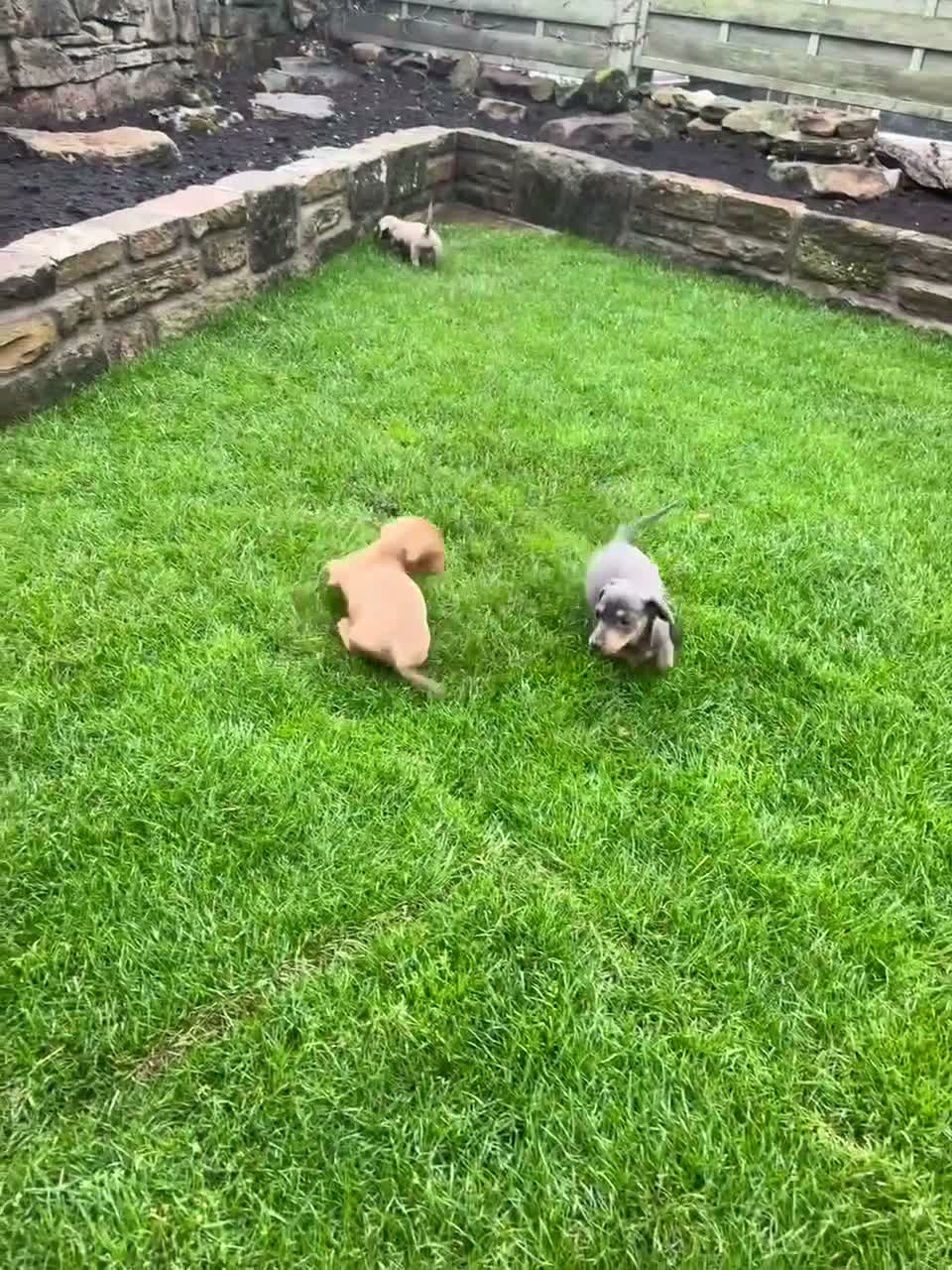 Miniature Dachshund dogs for sale:  Ready now PRA clear Miniature dachshunds - Video 1