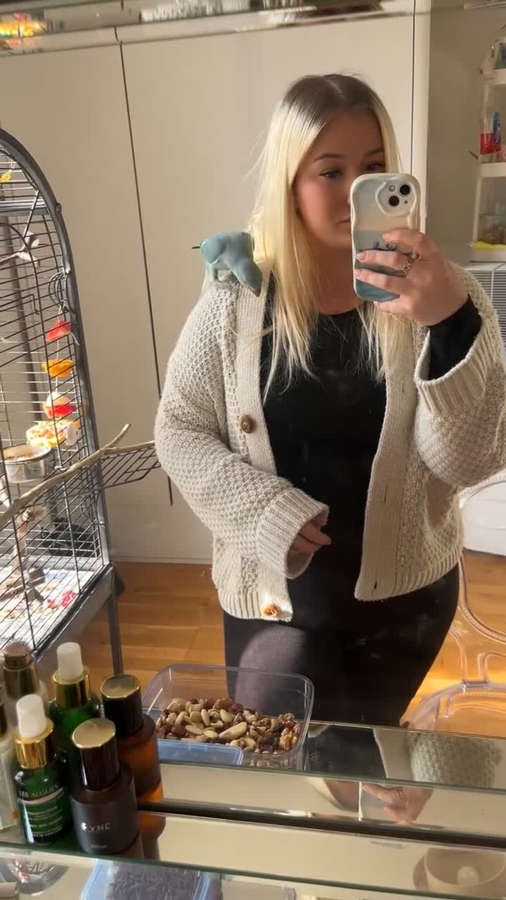 Ringnecks birds for sale: Ringneck parrot  in Plymouth - Video 1