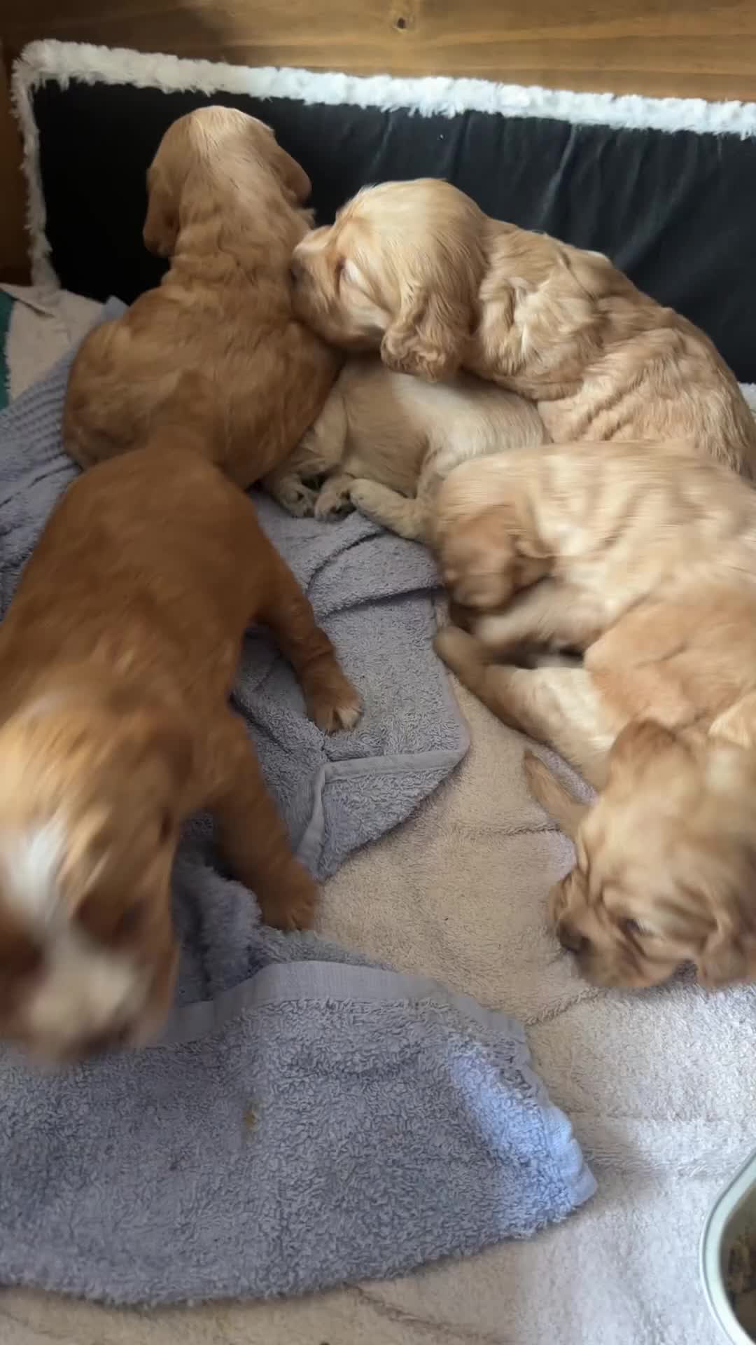 Cockapoo dogs for sale: Cockapoo pups x 4  in Hamilton - Video 1