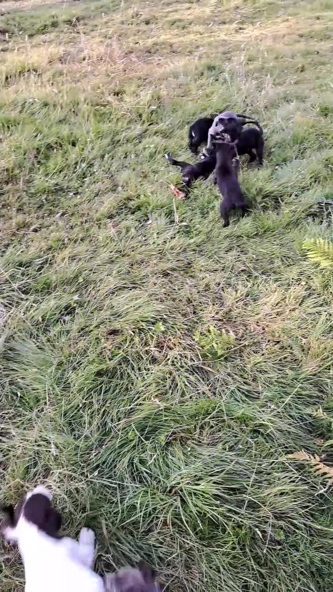 Whippet dogs for sale: Rimrock Whippets - Video 1