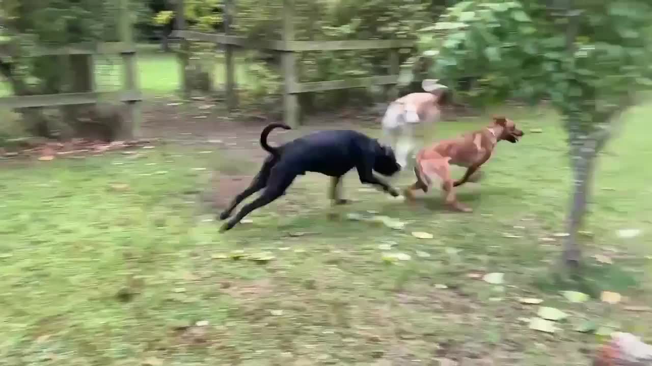 Mixed Breed dogs for adoption: Sasha with a zest for life  - Video 3