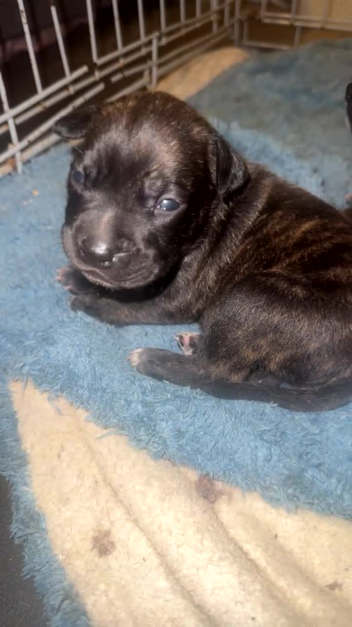 Mixed Breed dogs for sale: Bully pups  - Video 1