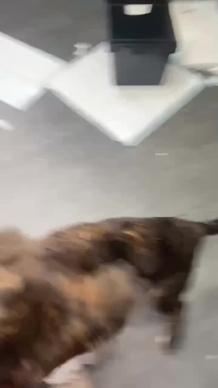 Mixed Breed dogs for adoption: Holly needs a perfect home for Christmas - Video 1