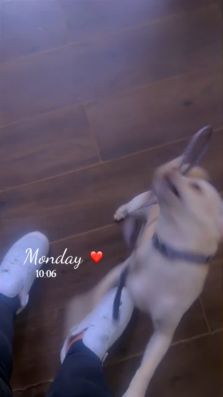 Chihuahua dogs for sale: Angelo in Newcastle upon Tyne - Video 1