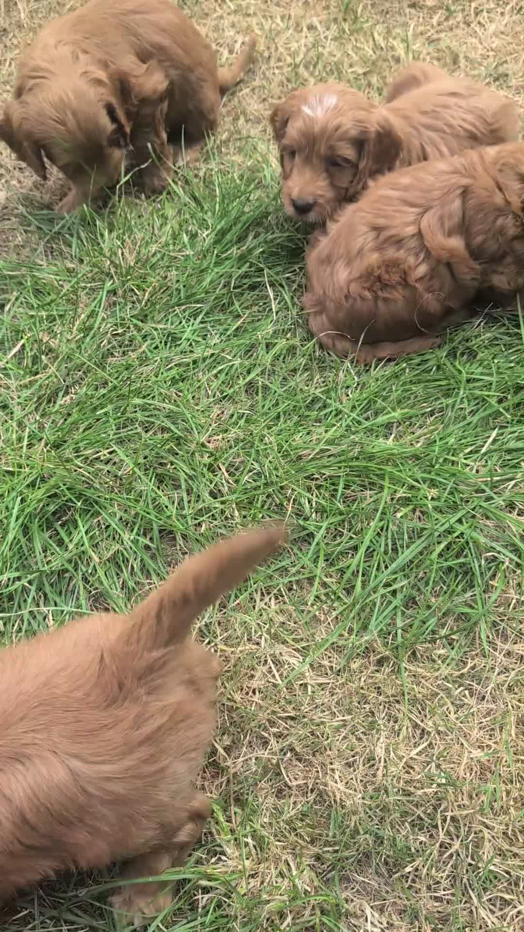 Cockapoo dogs for sale: Licensed breeder, health tested F1 cockapoo pups - Video 2