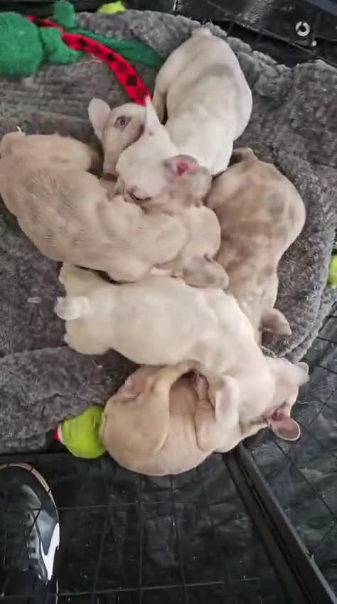 French Bulldog dogs for sale: Stunning French bulldog pups  in Middlesbrough - Video 1