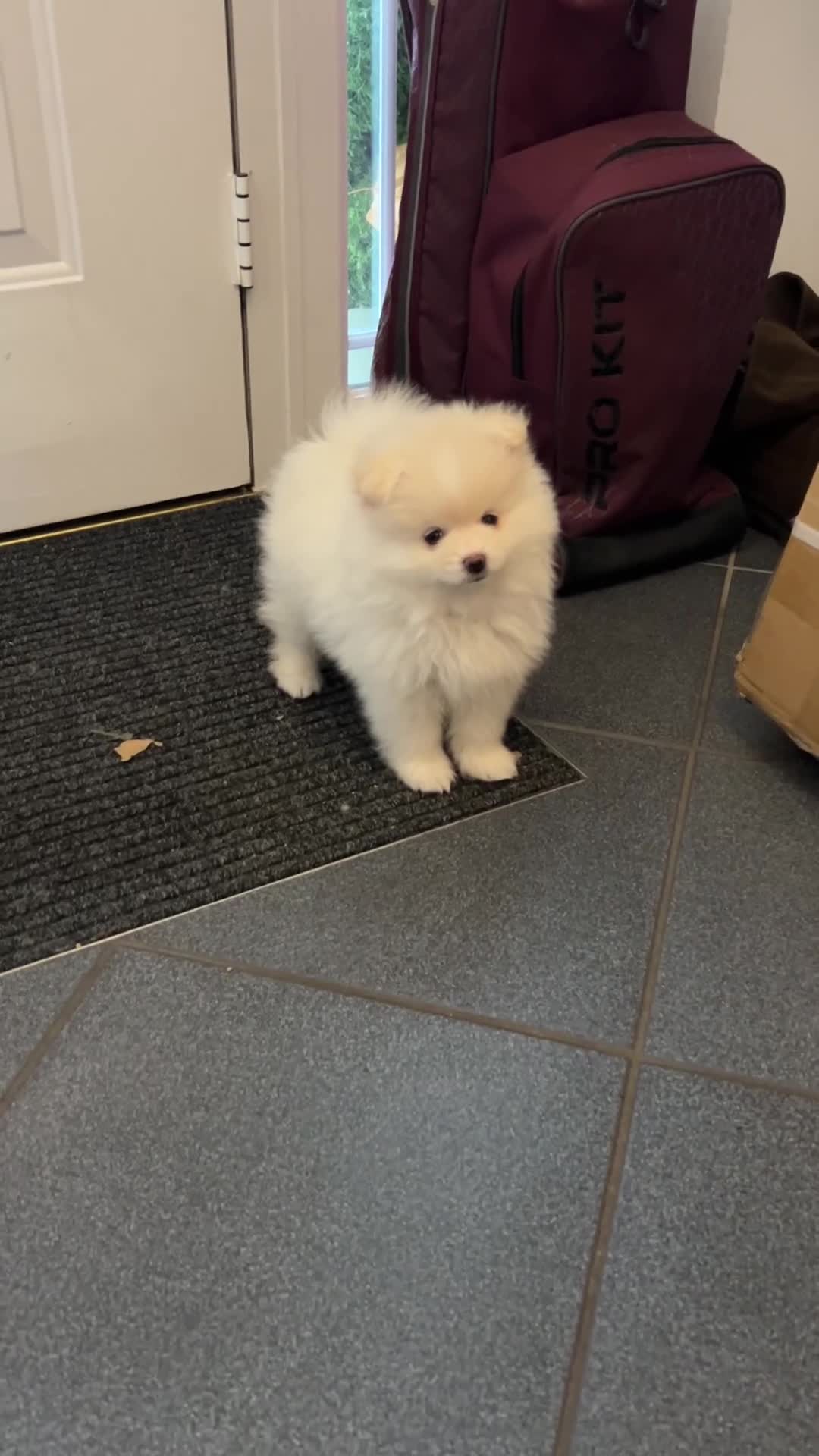 Pomeranian dogs for sale: Pomeranian Pups - Ready for new homes 💕 - Video 3