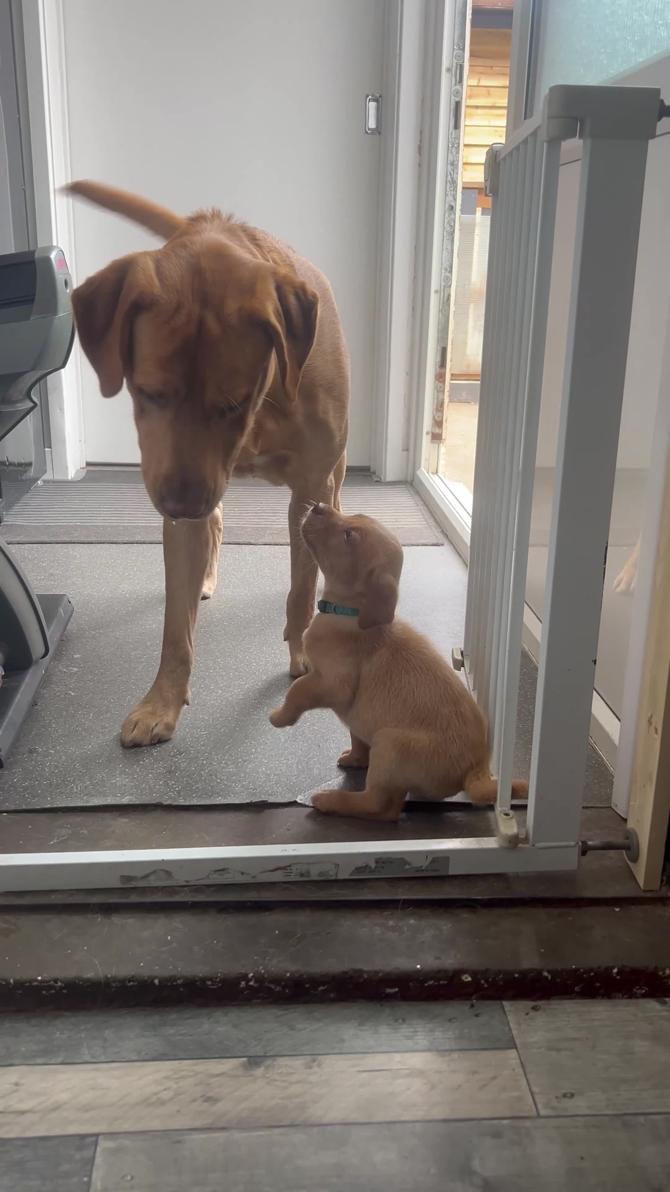 Labrador Retriever dogs for sale: Kc Registered Labradors ready to leave now - Video 3
