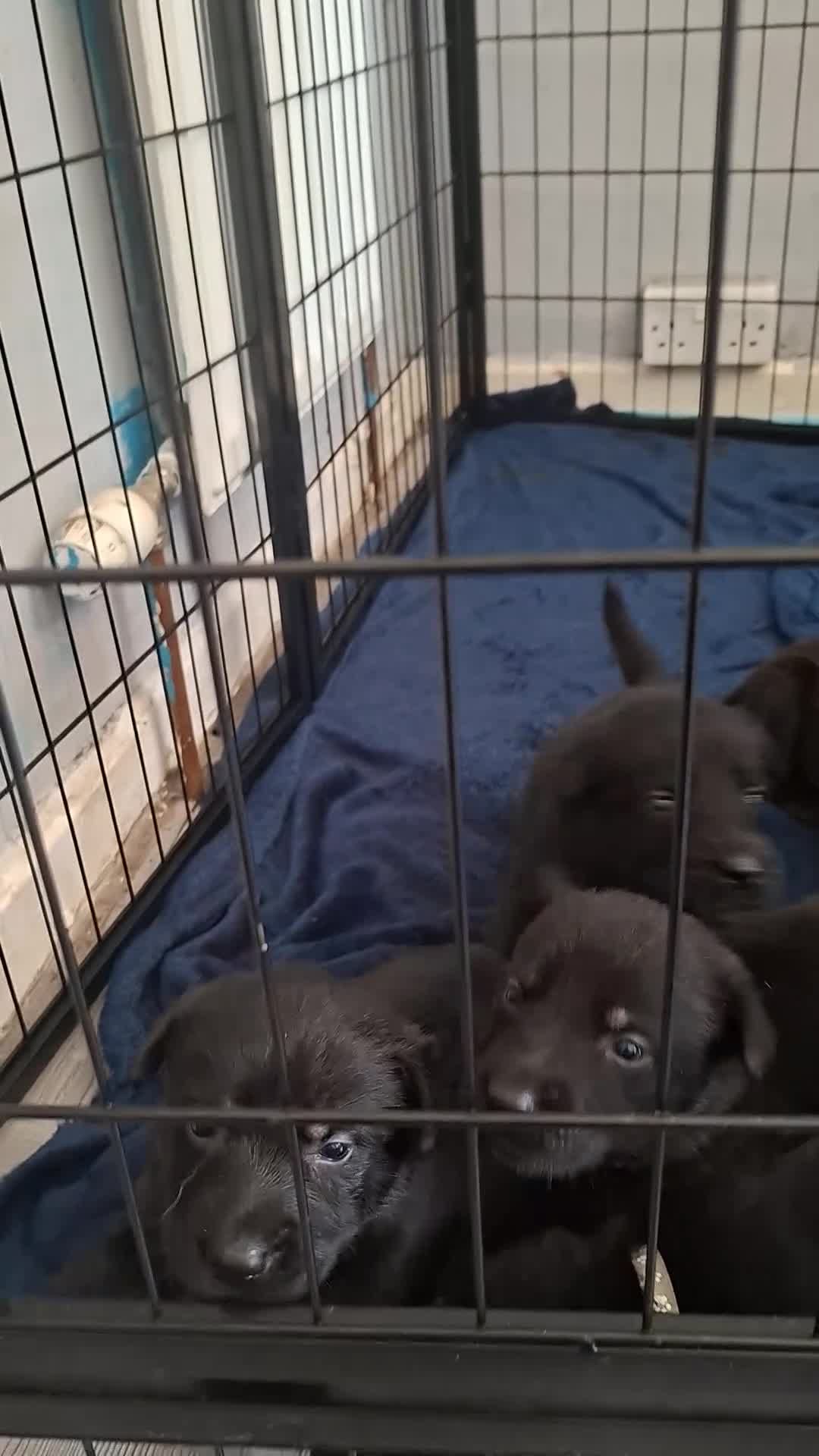 Sheprador dogs for sale: SHEPRADOR Puppies Ready to leave  - Video 3
