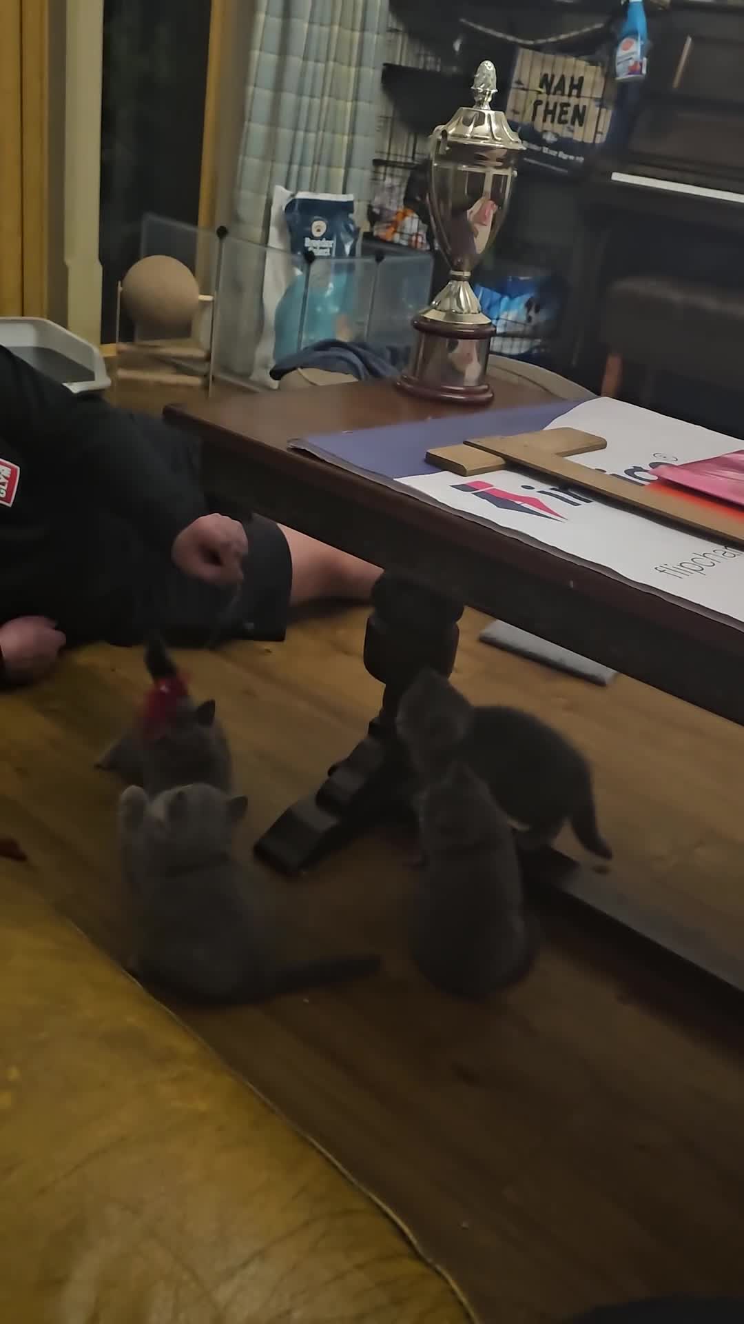 British Shorthair cats for sale: GCCF BSH Blue pedigree kittens for sale - Video 2
