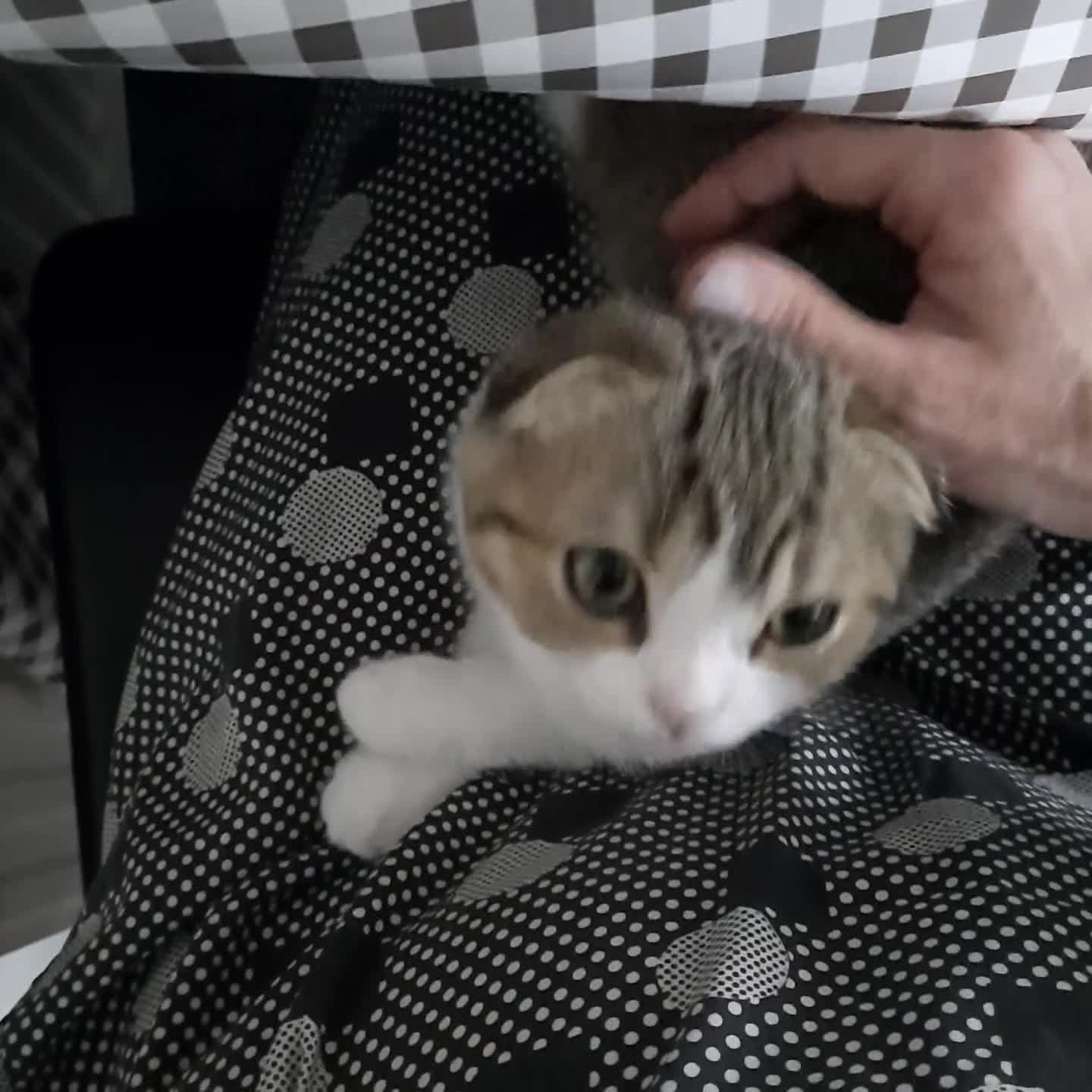 Scottish Fold cats for sale: TICA Registered Scottish Fold Two Spayed Kittens  - Video 1