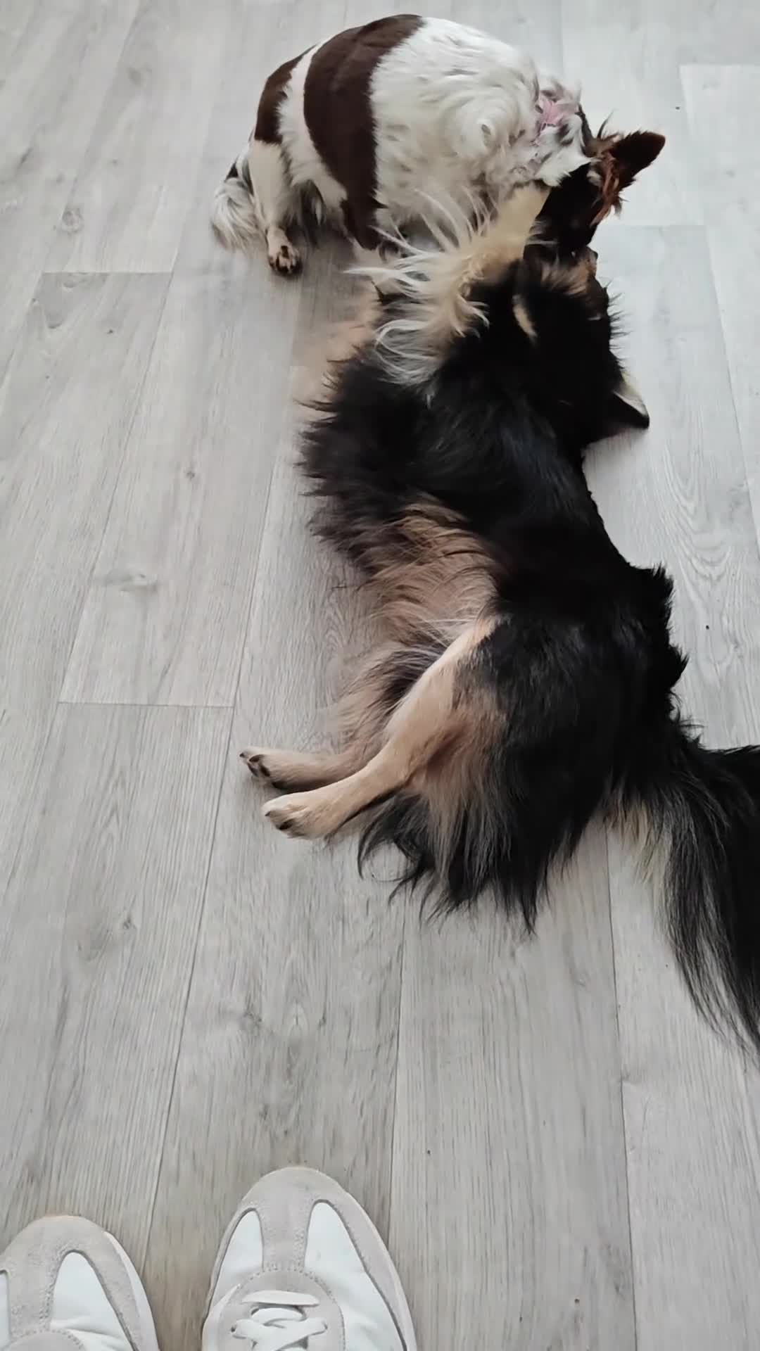 Chihuahua dogs for stud: Stud chihuahua in Exmouth  - Video 2