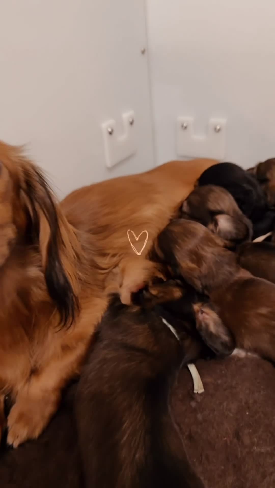Miniature Dachshund dogs for sale: Miniature Long Haired Dachshund Puppies Available! - Video 2