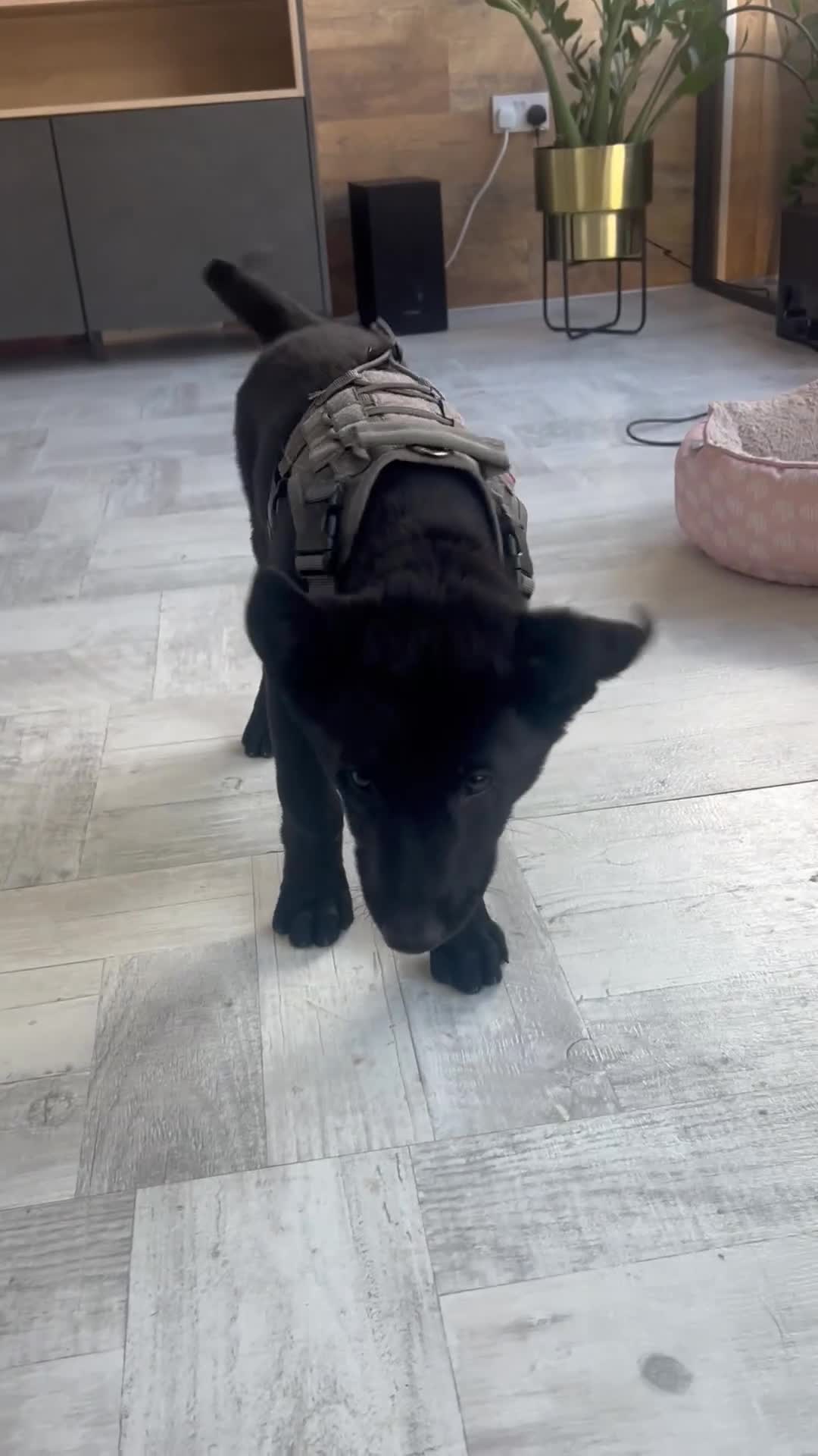 Belgian Shepherd Dog dogs for sale: Malinois  - Video 2